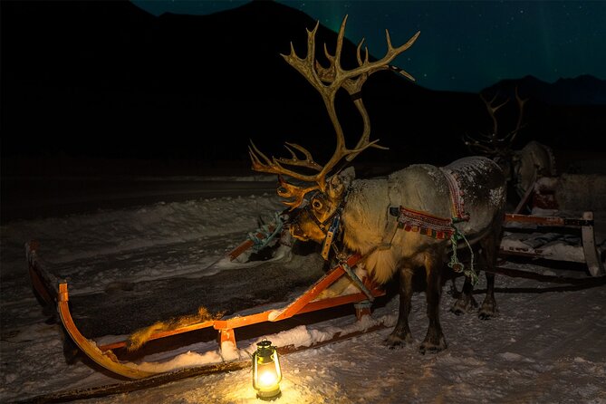 Reindeer Sledding and Feeding with Chance of Northern Lights Tromso - Feeding the reindeer up close