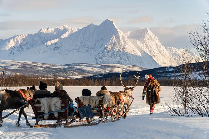 Reindeer Sledding and Feeding with Sami Culture in Tromso. - From Fredrik Langes gate to Tromsø Lapland