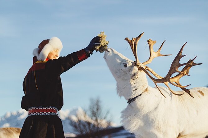 Reindeer Sledding and Feeding with Sami Culture in Tromso. - Is $237 good value?