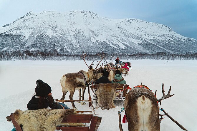 Reindeer Sledding and Feeding with Sami Culture in Tromso. - What to wear and what to bring