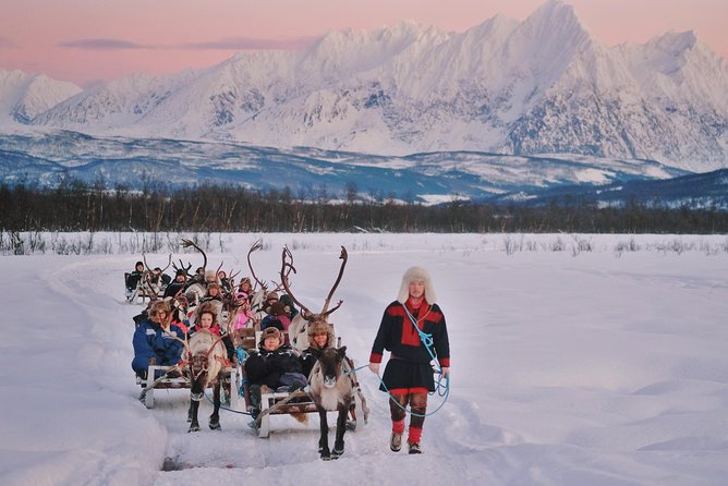 Reindeer Sledding and Feeding with Sami Culture in Tromso. - The 30-minute reindeer sled ride