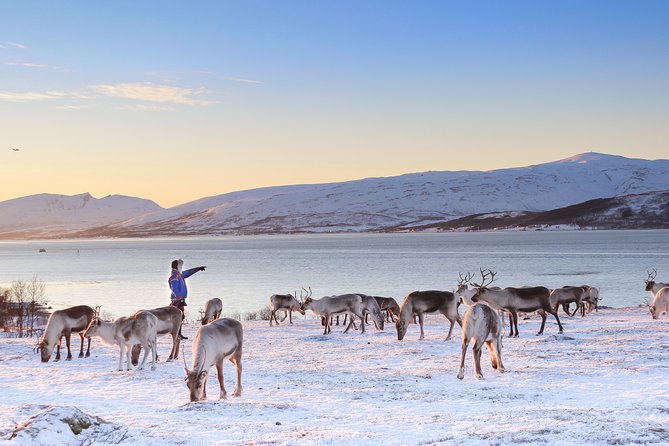 Reindeer Sledding Experience and Sami Culture Tour from Tromso - Warm up in the lavvu with food and hot drinks
