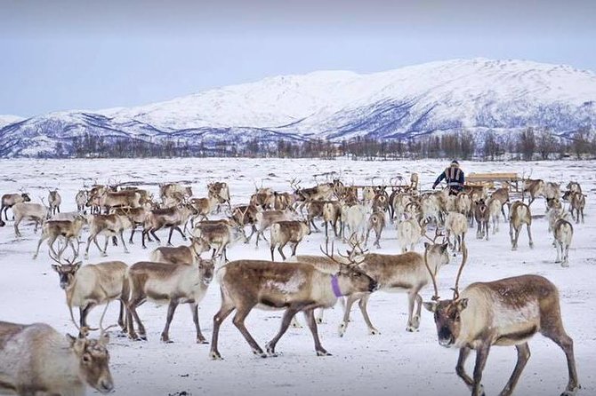 Reindeer Sledding Experience and Sami Culture Tour from Tromso - Sami storytelling gives the outing its real depth