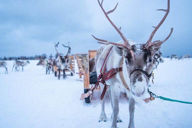 Reindeer Sledding Experience and Sami Culture Tour from Tromso - Clothing matters more than the calendar