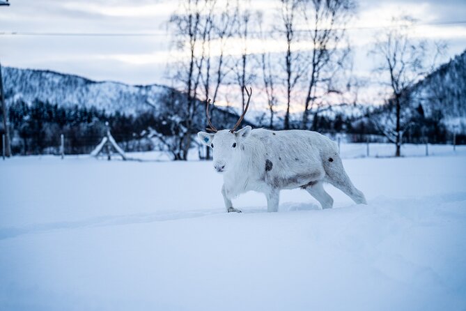 Reindeer Sledding, Feeding And Sami Culture At Reindeer Farm - Leaving Tromsø for the Lavangsdalen valley