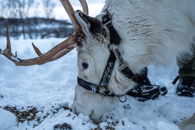 Reindeer Sledding, Feeding And Sami Culture At Reindeer Farm - A simple hot meal in the lavvu