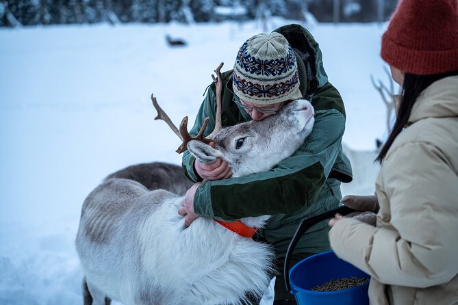 Reindeer Sledding, Feeding And Sami Culture At Reindeer Farm - The sled ride: keep your expectations modest