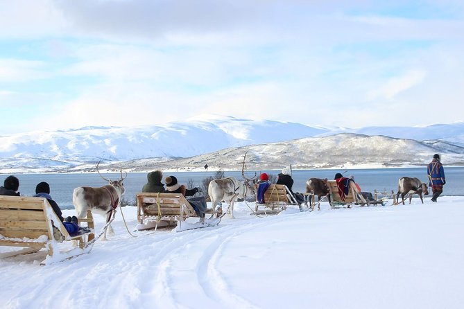 Sami Culture and Short Reindeer Sledding from Tromso - Meeting the Reindeer Near Tromsø