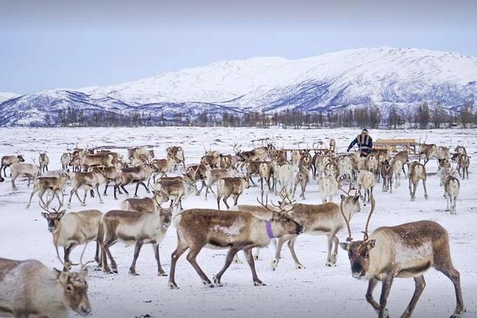 Sami Culture and Short Reindeer Sledding from Tromso - Inside the Lavuu by the Fire