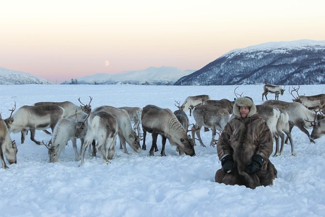 Sami Culture and Short Reindeer Sledding from Tromso - Bidos, Cake, Coffee, and a Warm Break