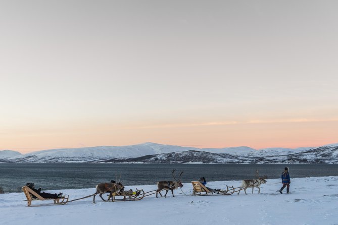 Sami Culture and Short Reindeer Sledding from Tromso - Is $204.05 Good Value?