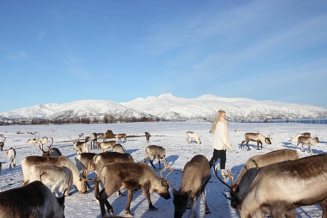 Sami Culture and Short Reindeer Sledding from Tromso - Who Will Enjoy This Most?
