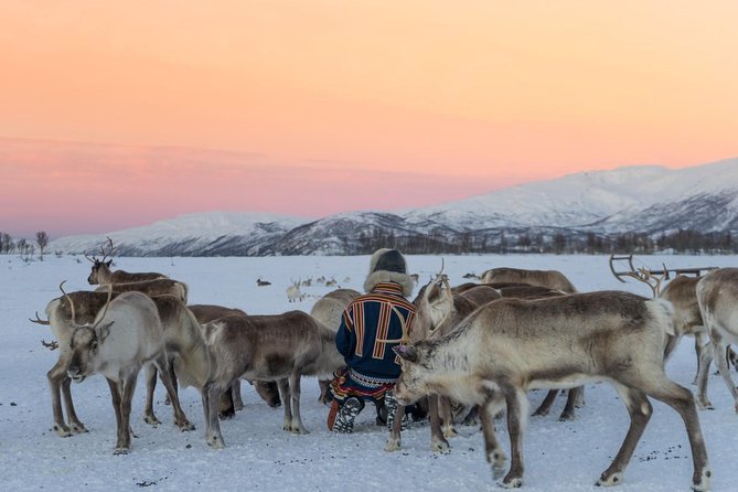 Sami Culture and Short Reindeer Sledding from Tromso - Booking Details That Matter
