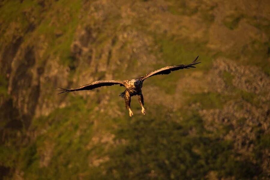 Sea Eagle/Nature Safari - Key points before you book