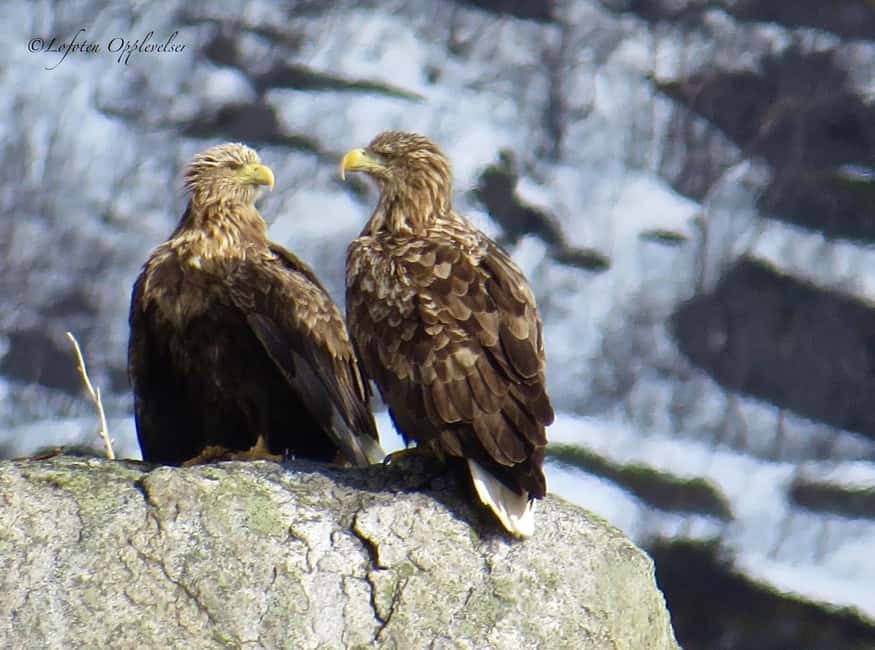 Sea Eagle/Nature Safari - Searching for grey seals at the Orchard colony
