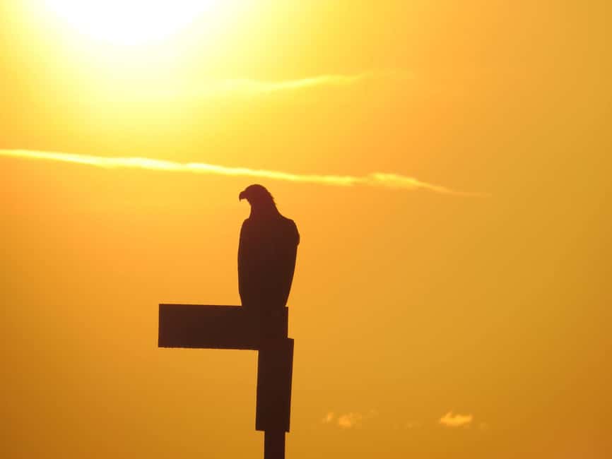 Sea Eagle/Nature Safari - Timing: the detail worth checking twice