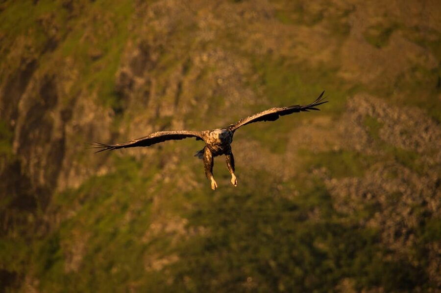 Sea Eagle/Nature Safari - Is $114 a fair price?