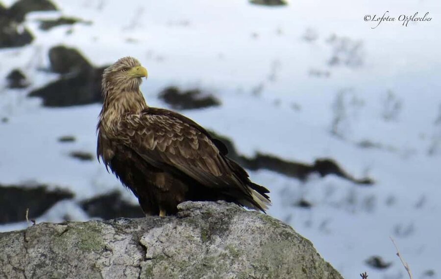 Sea Eagle/Nature Safari - Watching sea eagles hunt near Henningsvær