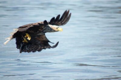 Sea Eagle Safari from Svolvær to Trollfjorden