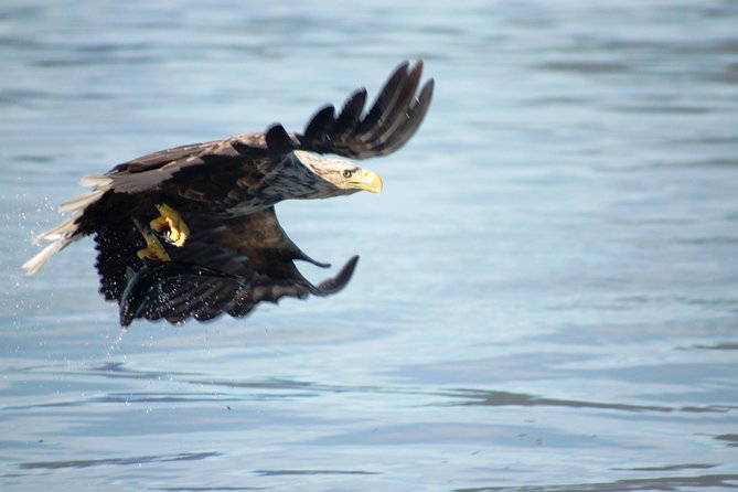 Sea Eagle Safari from Svolvær to Trollfjorden - What the thermal gear really does