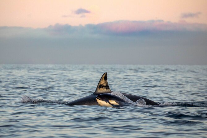Silent Whale Watching by Hybrid-Electric Boat from Tromsø - The real appeal is the quiet approach