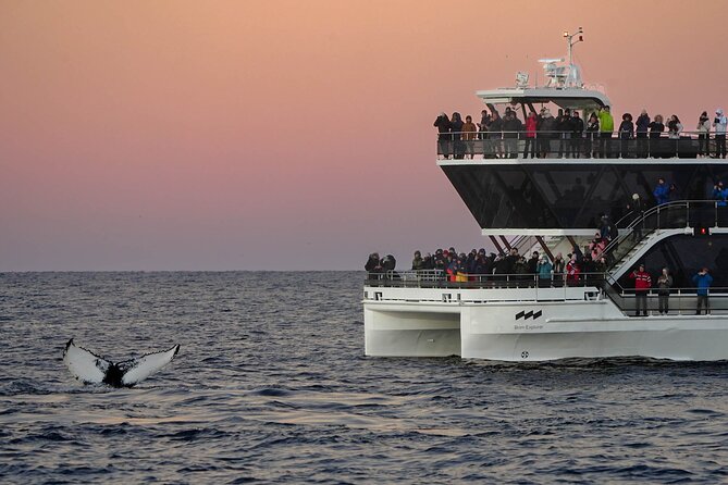 Silent Whale Watching by Hybrid-Electric Boat from Tromsø - Skjervøy and the herring-feeding grounds