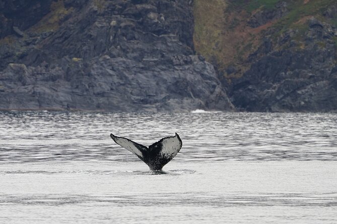 Silent Whale Watching by Hybrid-Electric Boat from Tromsø - One to two hours searching in Kvænangen