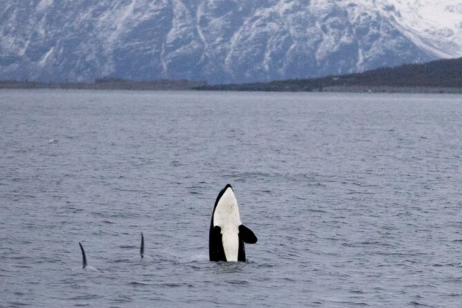 Silent Whale Watching by Hybrid-Electric Boat from Tromsø - Boarding in Tromsø and settling into Brim Explorer