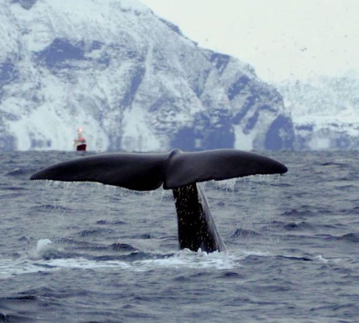 Skjervøy: Birds and Wildlife of Arctic Norway - Setting out from Skjervøy’s red door