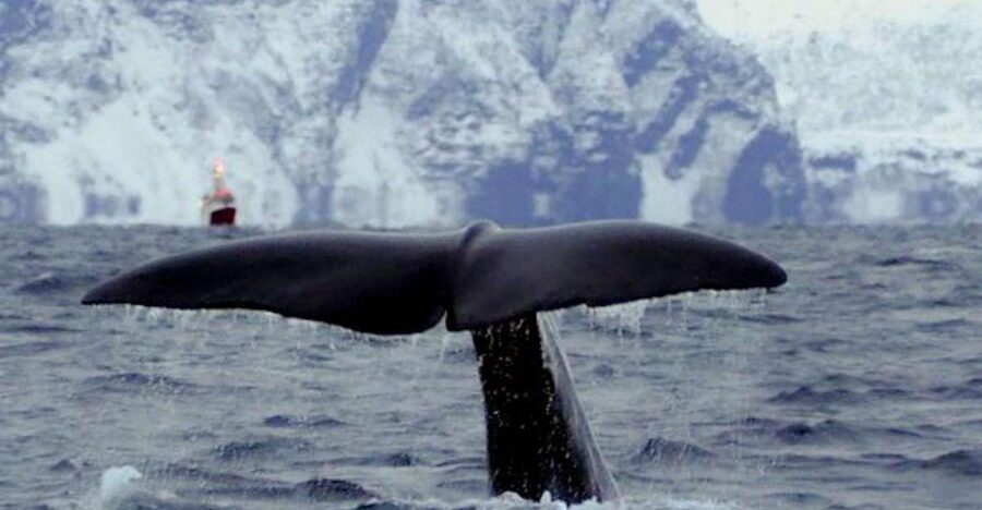 Skjervøy: Birds and Wildlife of Arctic Norway - Dolphins and porpoises: the most realistic wildlife hope