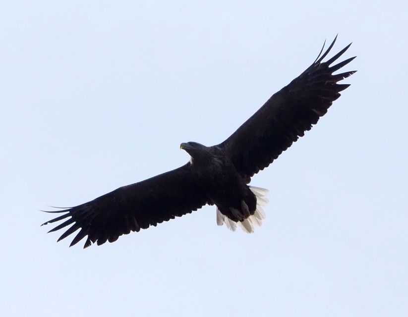Skjervøy: Birds and Wildlife of Arctic Norway - Winter whales and passing cetaceans