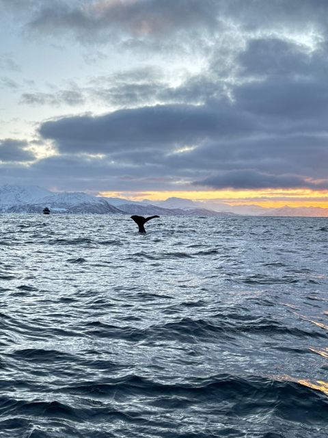 Skjervøy: Birds and Wildlife of Arctic Norway - Eagles, seabirds, and the best seasons for birdlife