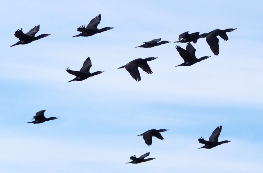 Skjervøy: Birds and Wildlife of Arctic Norway - Is $165 a fair price?
