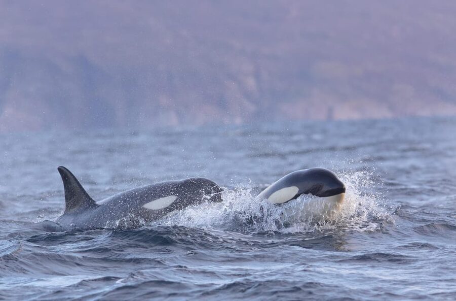Skjervøy: Orca and Whale-Watching comfort heated Boat Trip - Humpbacks and other whales in the area