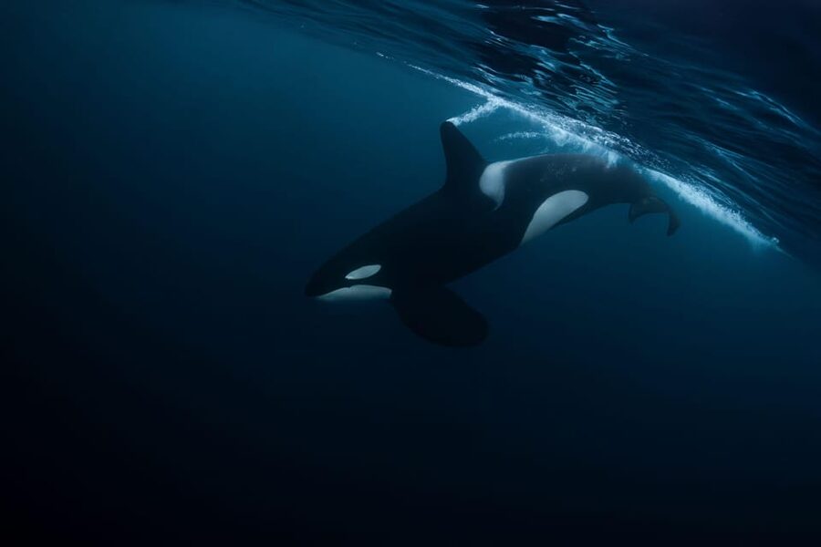 Skjervøy: Orca and Whale-Watching comfort heated Boat Trip - Getting better photographs from the terrace