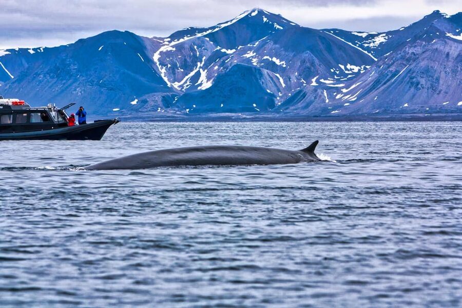 Skjervøy: Orca and Whale-Watching comfort heated Boat Trip - Weather, sea conditions, and seasickness