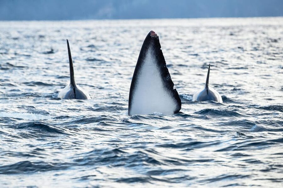 Skjervøy: Orca and Whale-Watching comfort heated Boat Trip - Who will enjoy this trip most?