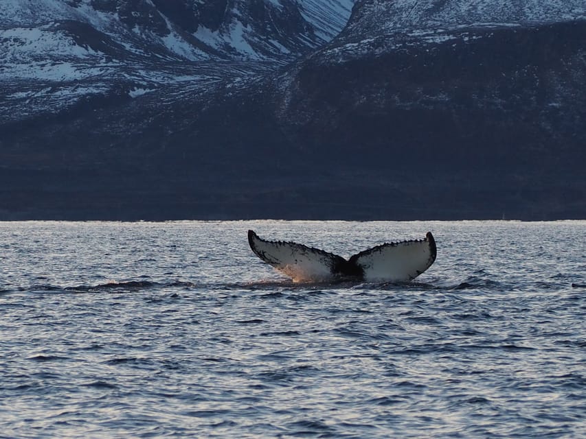 Skjervøy: Whale and Orca Watching Tour by RIB Boat - Key points before you book
