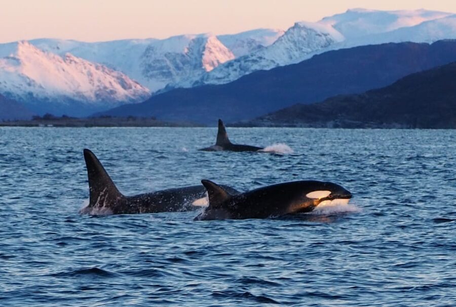 Skjervøy: Whale and Orca Watching Tour by RIB Boat - FAQ