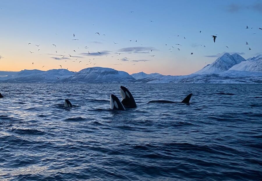 Skjervøy: Whale and Orca Watching Tour by RIB Boat - Starting at the red door on Strandveien 70