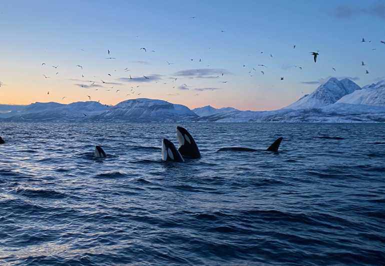 Skjervøy: Whale and Orca Watching Tour by RIB Boat - Searching for orcas, humpbacks and fin whales
