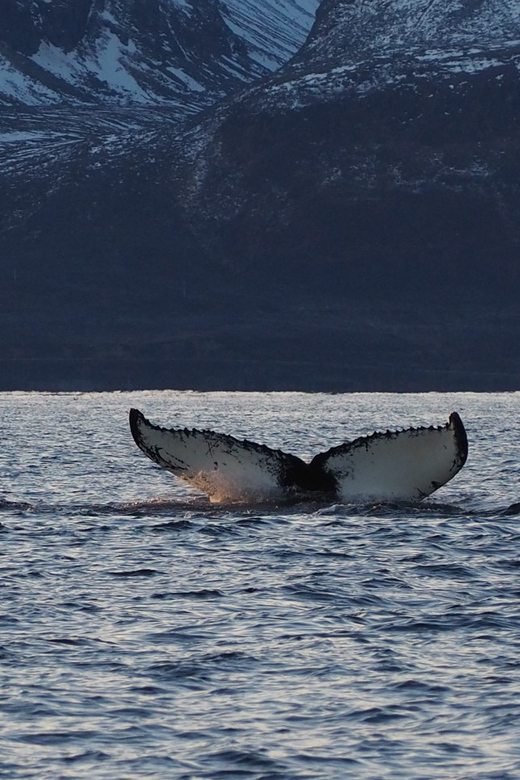 Skjervøy: Whale and Orca Watching Tour by RIB Boat - What the strongest outings can deliver
