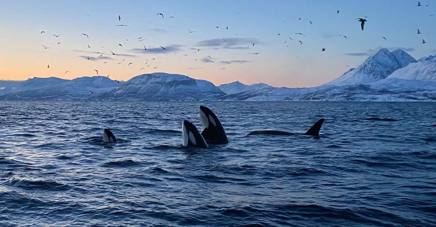 Skjervøy: Whale and Orca Watching Tour by RIB Boat - Understanding the $240 price