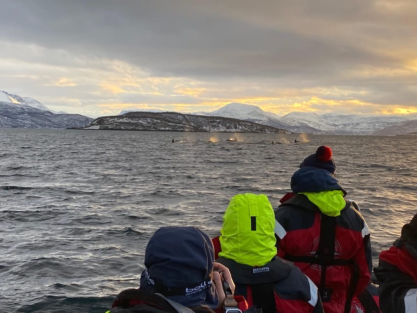 Skjervøy: Whale and Orca Watching Tour by RIB Boat - Who will enjoy this boat most