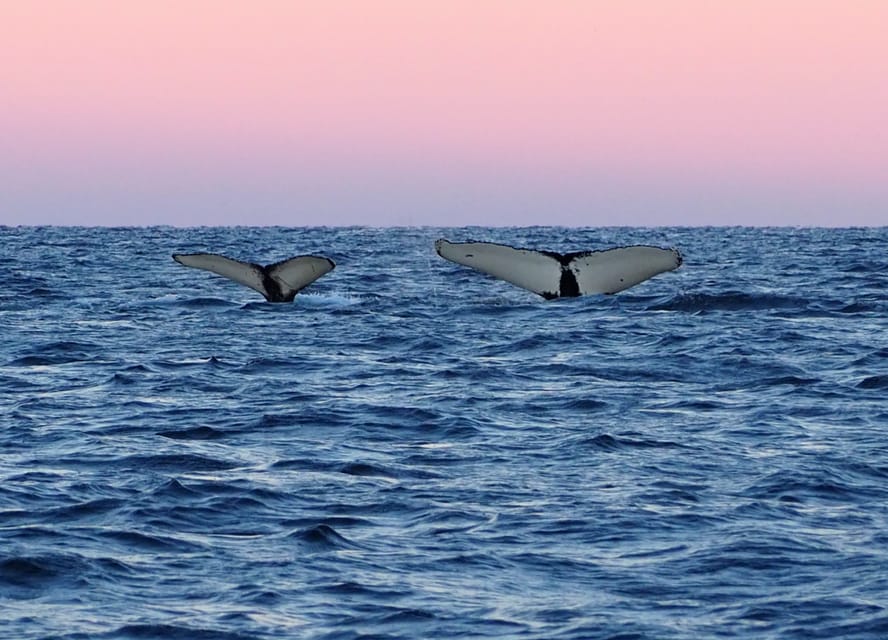 Skjervøy: Whale and Orca Watching Tour by RIB Boat - How to improve your chances without expecting miracles