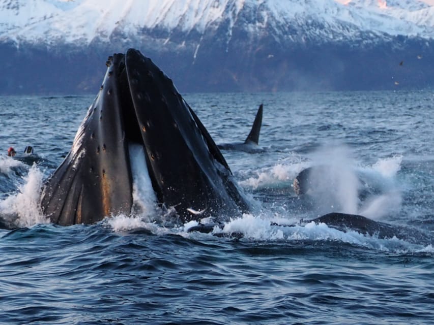 Skjervøy: Whale and Orca Watching Tour by RIB Boat - Should you book the Skjervøy RIB tour?