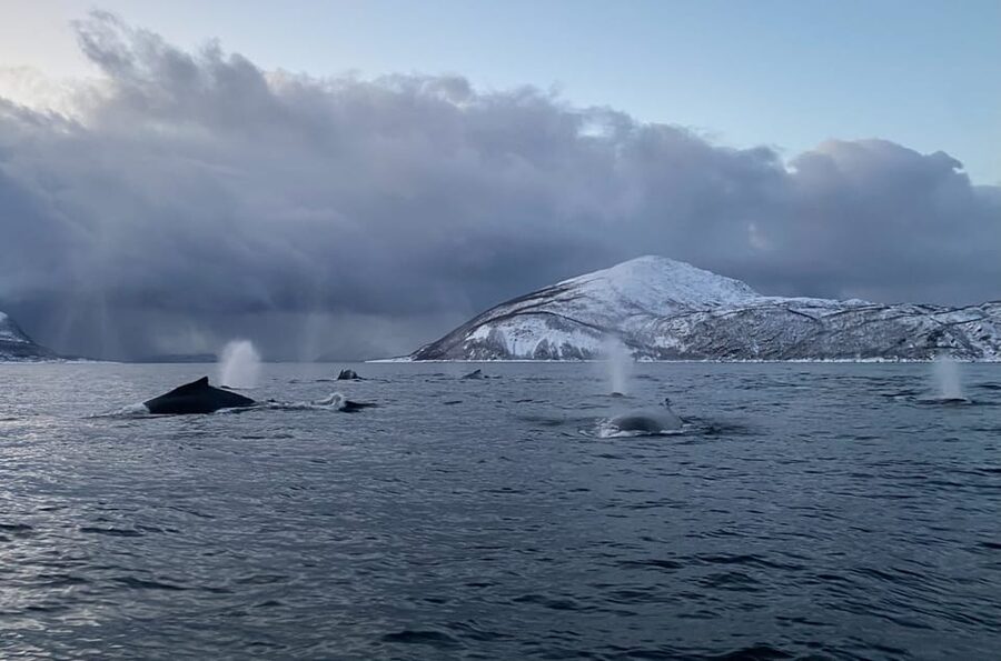 Skjervøy: Whale and Orca Watching Tour by RIB Boat - The RIB ride across Arctic waters