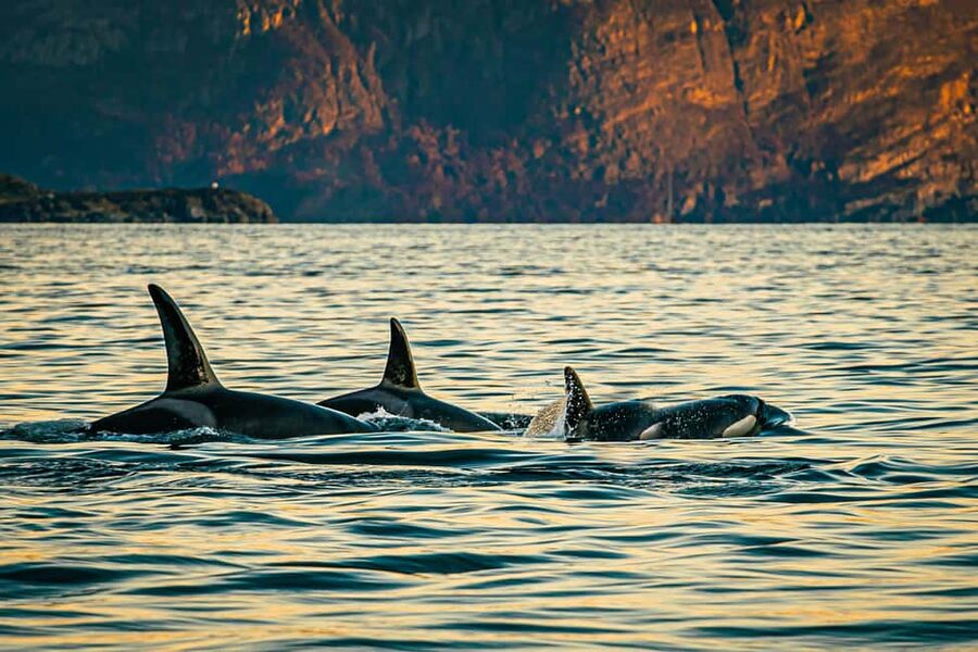Skjervøy: Whale Watching with RIB Boat and Local Guide - Key points to know before you go