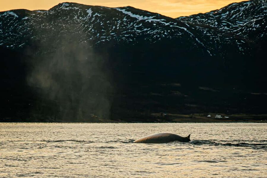 Skjervøy: Whale Watching with RIB Boat and Local Guide - Why Skjervøy is now the whale-watching base