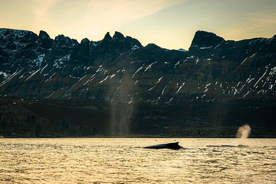 Skjervøy: Whale Watching with RIB Boat and Local Guide - Watching orcas work as a team
